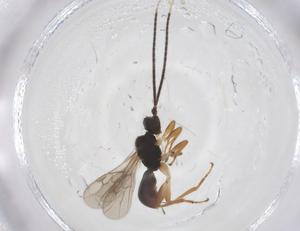  ( - CBG-A55886-D03)  @11 [ ] CreativeCommons - Attribution Share - Alike (2024) Centre for Biodiversity Genomics Centre for Biodiversity Genomics