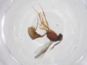  (tersiMalaise01 Malaise2786 - CBG-A55886-D04)  @11 [ ] CreativeCommons - Attribution Share - Alike (2024) Centre for Biodiversity Genomics Centre for Biodiversity Genomics