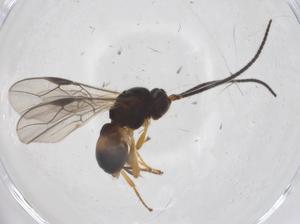  (opiMalaise01 Malaise8177 - CBG-A55886-F05)  @11 [ ] CreativeCommons - Attribution Share - Alike (2024) Centre for Biodiversity Genomics Centre for Biodiversity Genomics