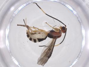  ( - CBG-A55888-F04)  @11 [ ] CreativeCommons - Attribution Share - Alike (2024) Centre for Biodiversity Genomics Centre for Biodiversity Genomics