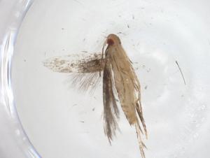  ( - CBG-A55895-F04)  @11 [ ] CreativeCommons - Attribution Share - Alike (2024) Centre for Biodiversity Genomics Centre for Biodiversity Genomics