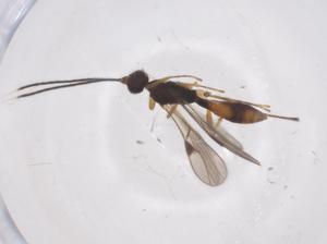  ( - CBG-A55896-C08)  @11 [ ] CreativeCommons - Attribution Share - Alike (2024) Centre for Biodiversity Genomics Centre for Biodiversity Genomics