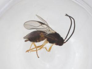  ( - CBG-A56295-A02)  @11 [ ] CreativeCommons - Attribution Share - Alike (2024) Centre for Biodiversity Genomics Centre for Biodiversity Genomics