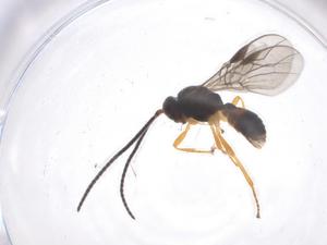  ( - CBG-A56297-F01)  @11 [ ] CreativeCommons - Attribution Share - Alike (2024) Centre for Biodiversity Genomics Centre for Biodiversity Genomics