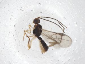  (Stiropius Malaise7978 - CBG-A56299-G02)  @11 [ ] CreativeCommons - Attribution Share - Alike (2024) Centre for Biodiversity Genomics Centre for Biodiversity Genomics