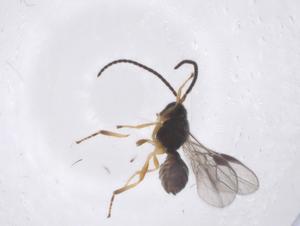  ( - CBG-A56300-D10)  @11 [ ] CreativeCommons - Attribution Share - Alike (2024) Centre for Biodiversity Genomics Centre for Biodiversity Genomics