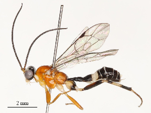  ( - CBG-A53602-A03)  @11 [ ] CreativeCommons - Attribution Share - Alike (2024) CBG Photography Group Centre for Biodiversity Genomics