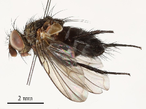  (tachMalaise4496 - CBG-A53602-A05)  @11 [ ] CreativeCommons - Attribution Share - Alike (2024) CBG Photography Group Centre for Biodiversity Genomics