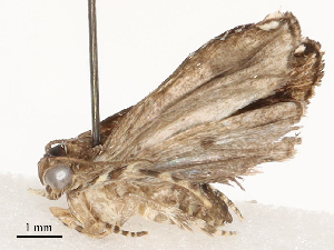  ( - CBG-A53602-D02)  @11 [ ] CreativeCommons - Attribution Share - Alike (2024) CBG Photography Group Centre for Biodiversity Genomics