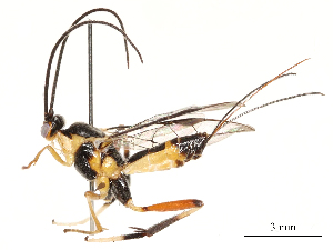  ( - CBG-A53603-E08)  @11 [ ] CreativeCommons - Attribution Share - Alike (2024) CBG Photography Group Centre for Biodiversity Genomics