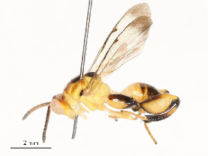  (chalJanzen01 Janzen9242 - CBG-A53604-E02)  @11 [ ] CreativeCommons - Attribution Share - Alike (2024) CBG Photography Group Centre for Biodiversity Genomics