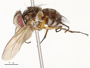  ( - CBG-A53604-H04)  @11 [ ] CreativeCommons - Attribution Share - Alike (2024) CBG Photography Group Centre for Biodiversity Genomics