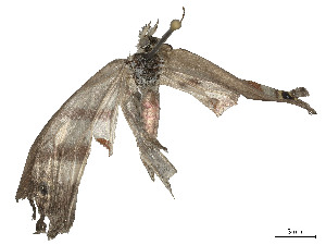  ( - CBG-A53604-H08)  @11 [ ] CreativeCommons - Attribution (2024) CBG Photography Group Centre for Biodiversity Genomics