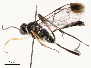  ( - CBG-A54418-F08)  @11 [ ] CreativeCommons - Attribution Share - Alike (2024) CBG Photography Group Centre for Biodiversity Genomics