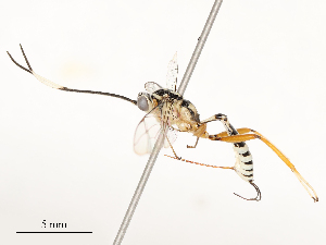  ( - CBG-A54418-F12)  @11 [ ] CreativeCommons - Attribution Share - Alike (2024) CBG Photography Group Centre for Biodiversity Genomics