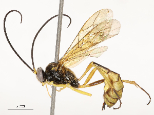  (Dusona INB-608 - CBG-A54420-E02)  @11 [ ] CreativeCommons - Attribution Share - Alike (2024) CBG Photography Group Centre for Biodiversity Genomics