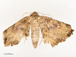  ( - CBG-A54443-A11)  @11 [ ] CreativeCommons - Attribution Share - Alike (2024) CBG Photography Group Centre for Biodiversity Genomics