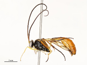 ( - CBG-A54443-E09)  @11 [ ] CreativeCommons - Attribution Share - Alike (2024) CBG Photography Group Centre for Biodiversity Genomics