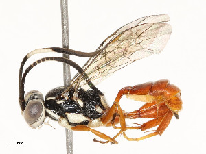  ( - CBG-A54443-E10)  @11 [ ] CreativeCommons - Attribution Share - Alike (2024) CBG Photography Group Centre for Biodiversity Genomics