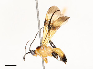  ( - CBG-A54443-F01)  @11 [ ] CreativeCommons - Attribution Share - Alike (2024) CBG Photography Group Centre for Biodiversity Genomics