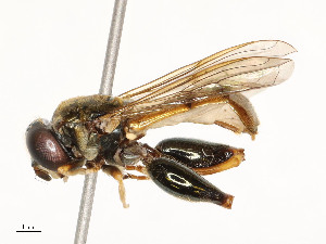  ( - CBG-A54443-F10)  @11 [ ] CreativeCommons - Attribution Share - Alike (2024) CBG Photography Group Centre for Biodiversity Genomics