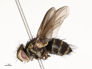  ( - CBG-A54443-H04)  @11 [ ] CreativeCommons - Attribution Share - Alike (2024) CBG Photography Group Centre for Biodiversity Genomics