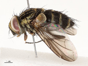  ( - CBG-A54443-H06)  @11 [ ] CreativeCommons - Attribution Share - Alike (2024) CBG Photography Group Centre for Biodiversity Genomics