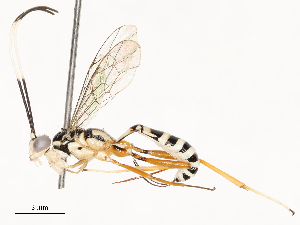  ( - CBG-A54444-E02)  @11 [ ] CreativeCommons - Attribution Share - Alike (2024) CBG Photography Group Centre for Biodiversity Genomics