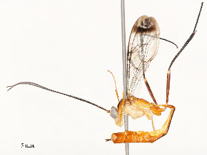  ( - CBG-A54513-D09)  @11 [ ] CreativeCommons - Attribution Share - Alike (2024) CBG Photography Group Centre for Biodiversity Genomics