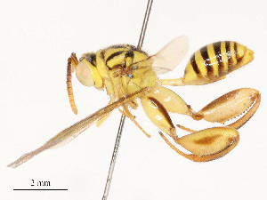  (chalMalaise01 Malaise1562 - CBG-A54513-D11)  @11 [ ] CreativeCommons - Attribution Share - Alike (2024) CBG Photography Group Centre for Biodiversity Genomics