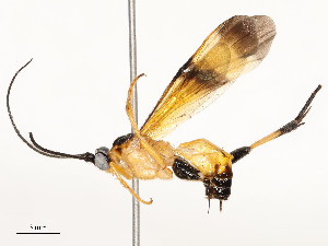  ( - CBG-A54515-D01)  @11 [ ] CreativeCommons - Attribution Share - Alike (2024) CBG Photography Group Centre for Biodiversity Genomics