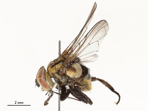  ( - CBG-A54515-F03)  @11 [ ] CreativeCommons - Attribution Share - Alike (2024) CBG Photography Group Centre for Biodiversity Genomics