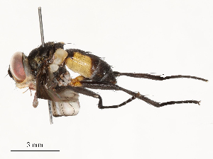  ( - CBG-A54516-E01)  @11 [ ] CreativeCommons - Attribution Share - Alike (2024) CBG Photography Group Centre for Biodiversity Genomics