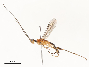  ( - CBG-A54516-H06)  @11 [ ] CreativeCommons - Attribution Share - Alike (2024) CBG Photography Group Centre for Biodiversity Genomics