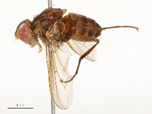  (Ormia Malaise2182 - CBG-A54517-D06)  @11 [ ] CreativeCommons - Attribution Share - Alike (2024) CBG Photography Group Centre for Biodiversity Genomics