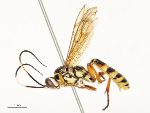  ( - CBG-A54517-F10)  @11 [ ] CreativeCommons - Attribution Share - Alike (2024) CBG Photography Group Centre for Biodiversity Genomics