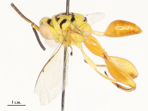  ( - CBG-A54517-G05)  @11 [ ] CreativeCommons - Attribution Share - Alike (2024) CBG Photography Group Centre for Biodiversity Genomics