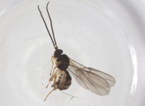  ( - CBG-A55925-B10)  @11 [ ] CreativeCommons - Attribution Share - Alike (2024) Centre for Biodiversity Genomics Centre for Biodiversity Genomics