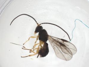  ( - CBG-A55926-H02)  @11 [ ] CreativeCommons - Attribution Share - Alike (2024) Centre for Biodiversity Genomics Centre for Biodiversity Genomics