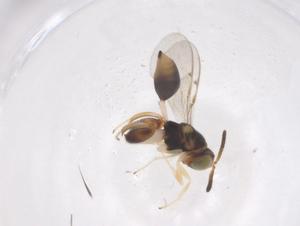  (chalMalaise01 Malaise8360 - CBG-A55927-B02)  @11 [ ] CreativeCommons - Attribution Share - Alike (2024) Centre for Biodiversity Genomics Centre for Biodiversity Genomics