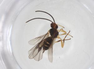  ( - CBG-A55929-B11)  @11 [ ] CreativeCommons - Attribution Share - Alike (2024) Centre for Biodiversity Genomics Centre for Biodiversity Genomics