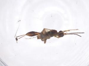  ( - CBG-A55930-F12)  @11 [ ] CreativeCommons - Attribution Share - Alike (2024) Centre for Biodiversity Genomics Centre for Biodiversity Genomics