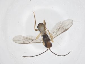  ( - CBG-A55931-C06)  @11 [ ] CreativeCommons - Attribution Share - Alike (2024) Centre for Biodiversity Genomics Centre for Biodiversity Genomics