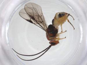  ( - CBG-A56360-E12)  @11 [ ] CreativeCommons - Attribution Share - Alike (2024) Centre for Biodiversity Genomics Centre for Biodiversity Genomics