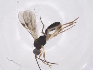  ( - CBG-A56364-F04)  @11 [ ] CreativeCommons - Attribution Share - Alike (2024) Centre for Biodiversity Genomics Centre for Biodiversity Genomics