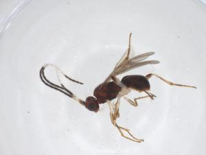  ( - CBG-A56366-E10)  @11 [ ] CreativeCommons - Attribution Share - Alike (2024) Centre for Biodiversity Genomics Centre for Biodiversity Genomics