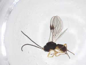  ( - CBG-A56366-G08)  @11 [ ] CreativeCommons - Attribution Share - Alike (2024) Centre for Biodiversity Genomics Centre for Biodiversity Genomics