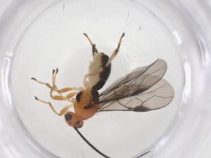  ( - CBG-A56817-B01)  @11 [ ] CreativeCommons - Attribution Share - Alike (2024) Centre for Biodiversity Genomics Centre for Biodiversity Genomics