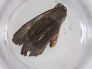  ( - CBG-A56817-B11)  @11 [ ] CreativeCommons - Attribution Share - Alike (2024) Centre for Biodiversity Genomics Centre for Biodiversity Genomics