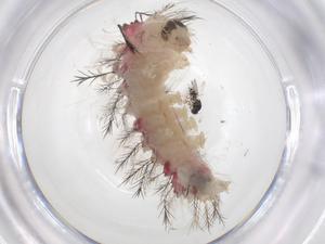  (arctaMalaise01 - CBG-A56817-E01)  @11 [ ] CreativeCommons - Attribution Share - Alike (2024) Centre for Biodiversity Genomics Centre for Biodiversity Genomics